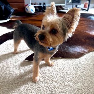 Meet your Posher, Annie